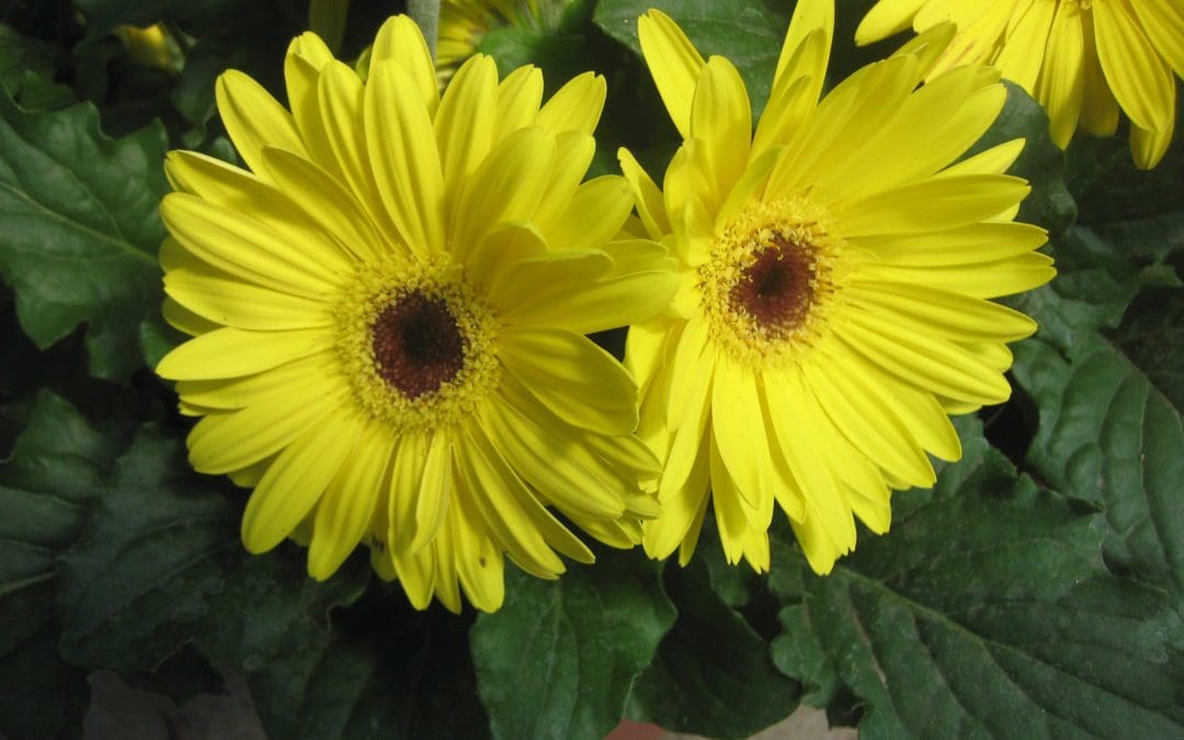 Royal Golden Yellow Dark Eye Gerbera