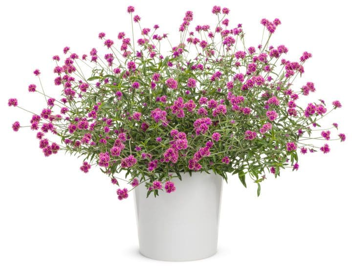 Truffula Pink Gomphrena - Image 3