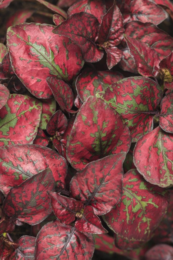 Hippo Red Hypoestes