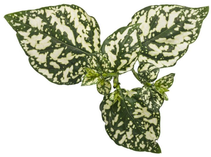 Hippo White Hypoestes - Image 3