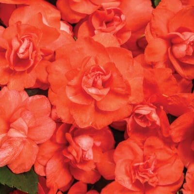 Rockapulco Orange Double Impatiens