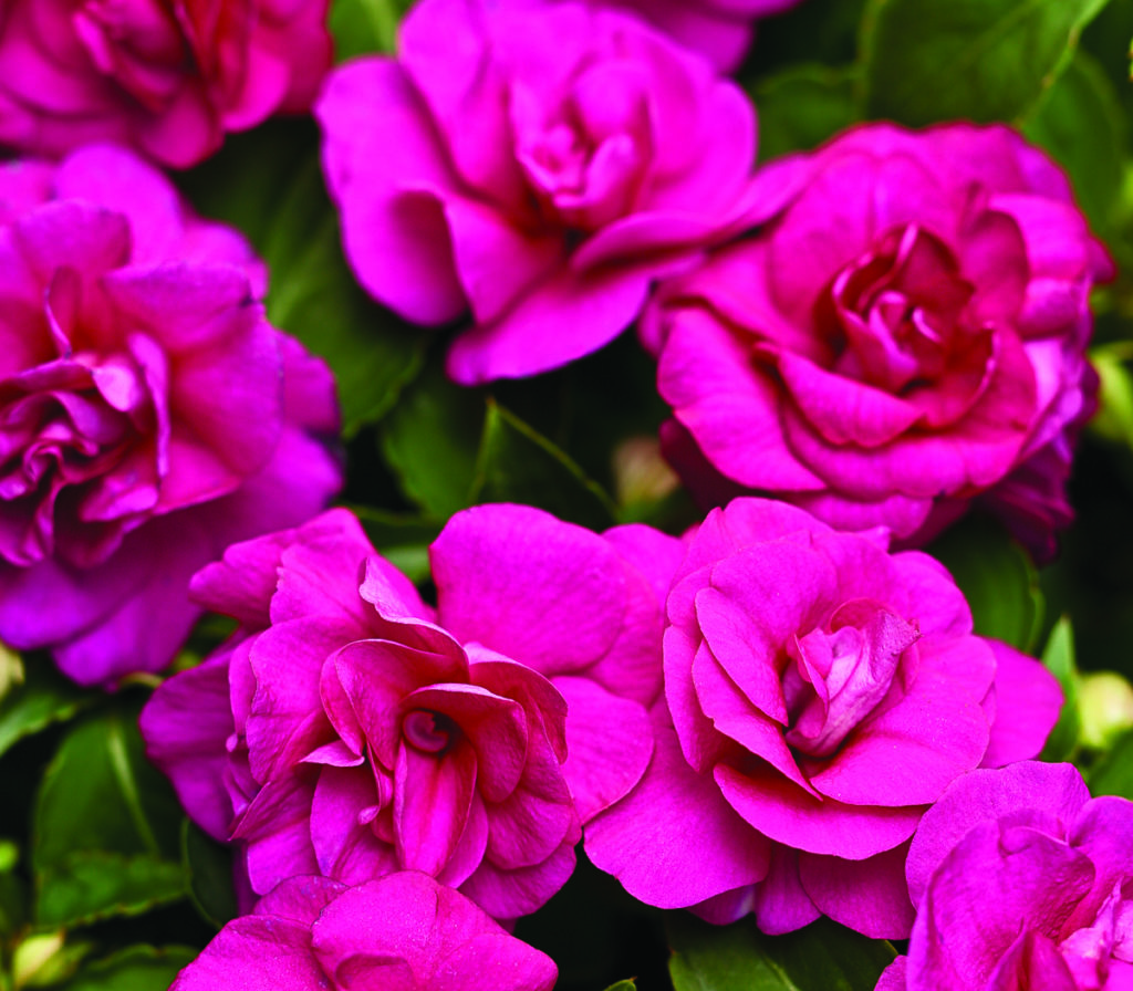 Rockapulco Purple Double Impatiens - Pahl's Market - Apple Valley, MN