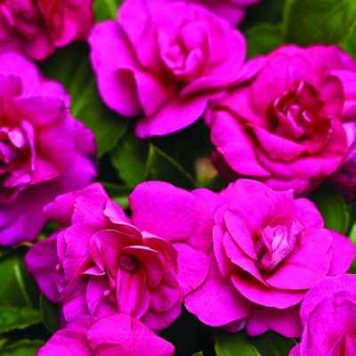 Rockapulco Purple Double Impatiens