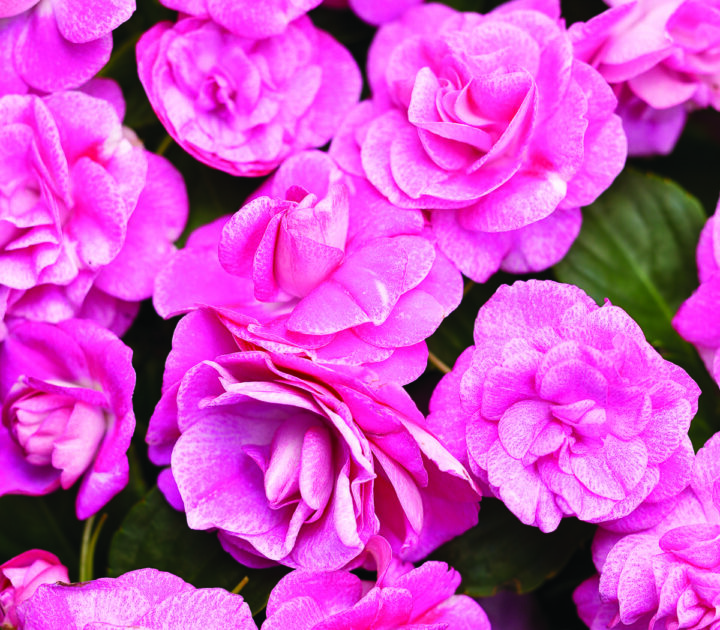Rockapulco Rose Double Impatiens