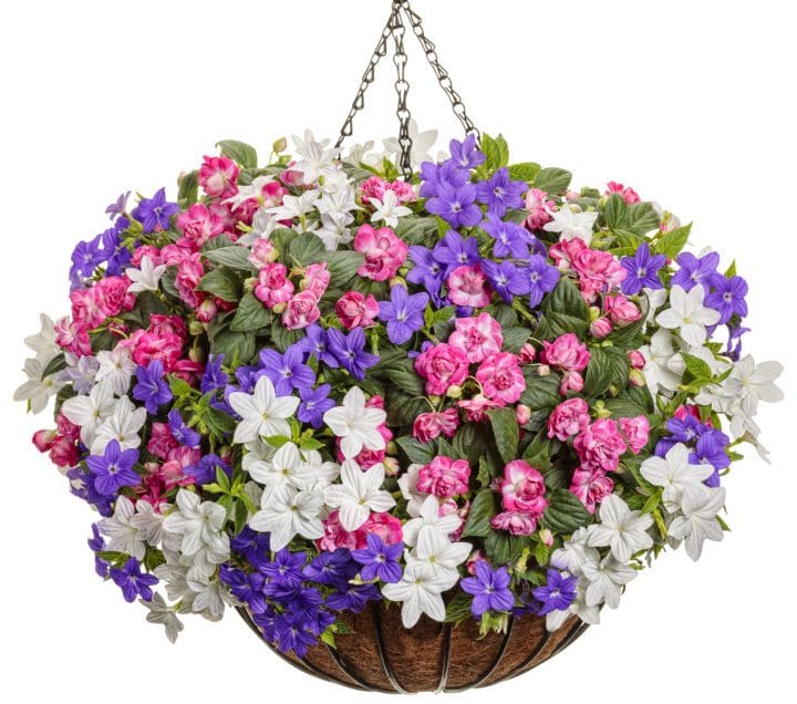 Rockapulco Rose Double Impatiens - Image 2