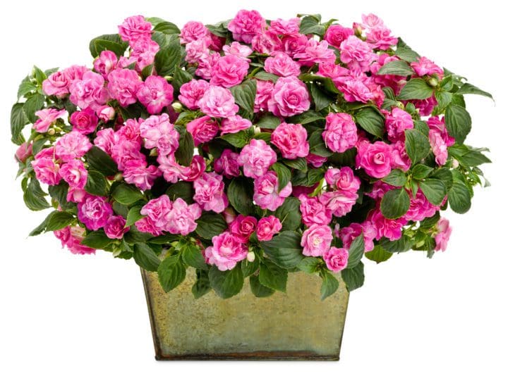 Rockapulco Rose Double Impatiens - Image 3
