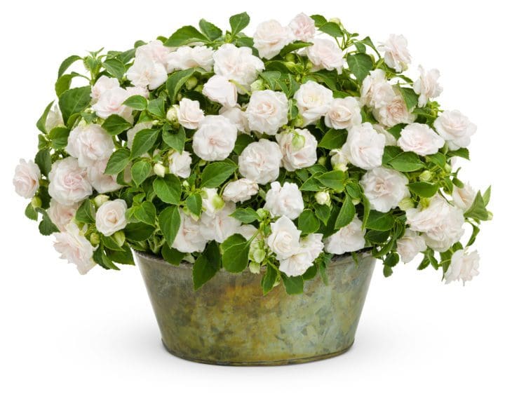 Rockapulco White Double Impatiens - Image 2