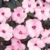 Impatiens New Guinea Infinity Pink (Shade)