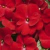 Impatiens New Guinea Infinity Red (Shade)