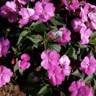 Sunpatiens Compact Hot Pink Impatiens