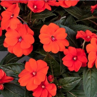 Sunpatiens Compact Orange Impatiens