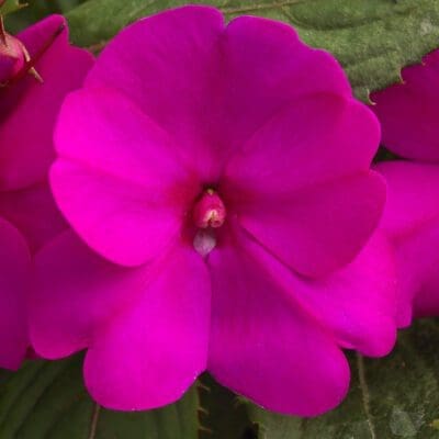 Sunpatiens Compact Purple Impatiens