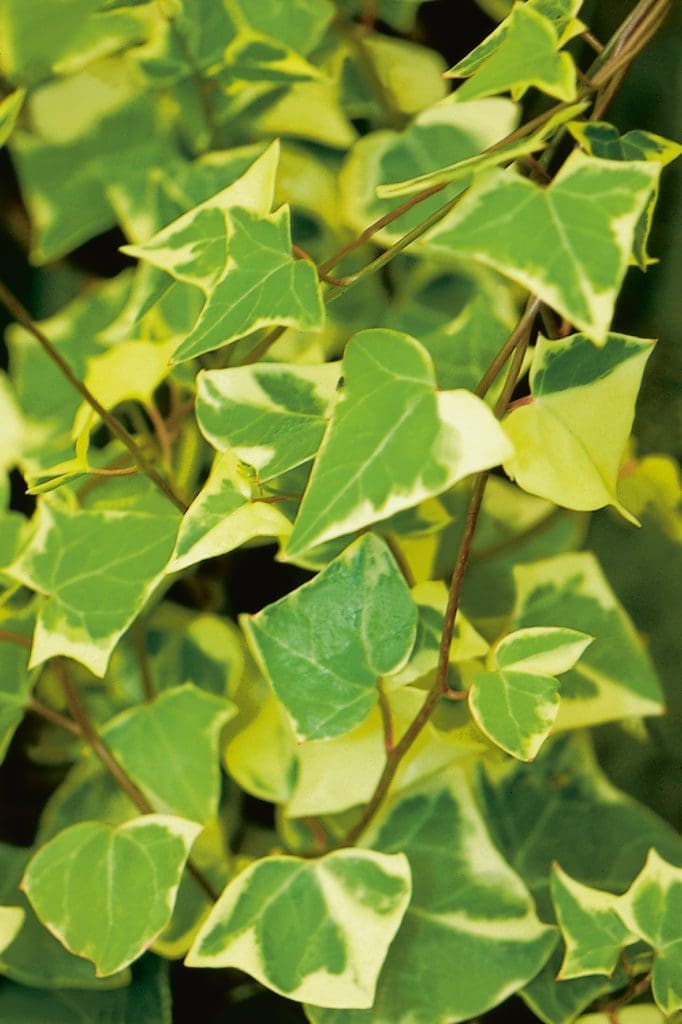 高評価アイテム German Variegated Ivy - Pahl's Market - Apple Valley, MN 靴