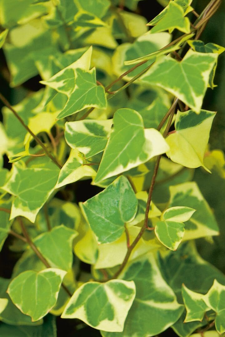 German Variegated Ivy
