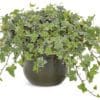 Ivy Hedera Glacier (Shade)