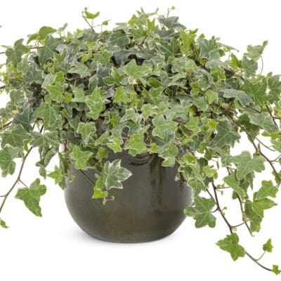 Hedera Glacier Ivy