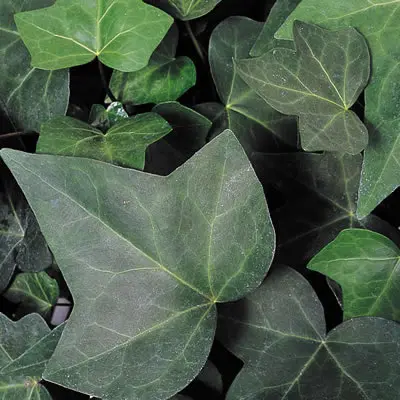 Hedera Montgomery Ivy