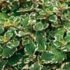 Plectranthus Coleoides Variegated (Swedish Ivy) (Shade)