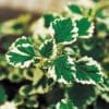 Variegated Swedish Ivy - Image 2