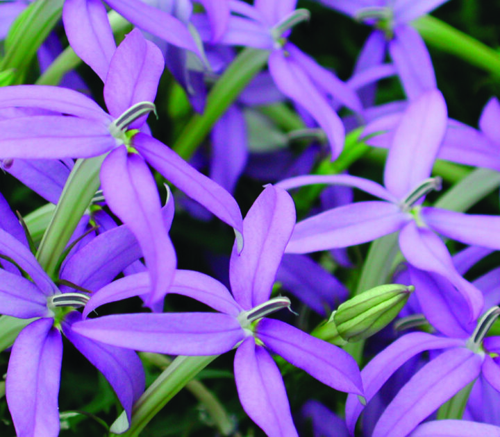 Beths Blue Star Flower