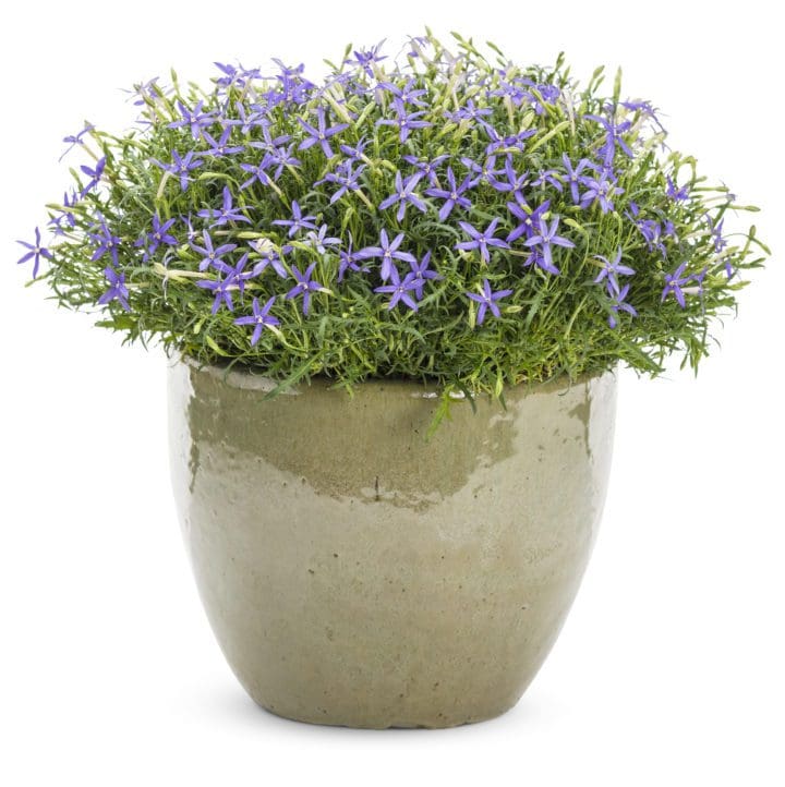Beths Blue Star Flower - Image 2