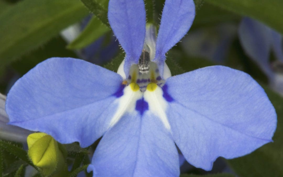 Hot Waterblue Lobelia