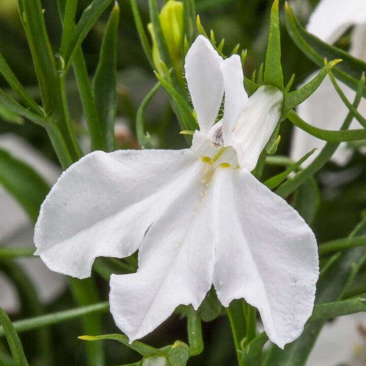 Techno Heat White Lobelia