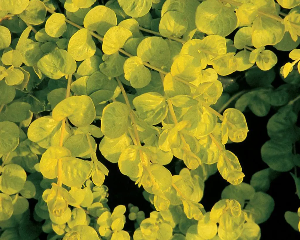 Goldilocks Creeping Jenny Lysimachia - Pahl's Market - Apple