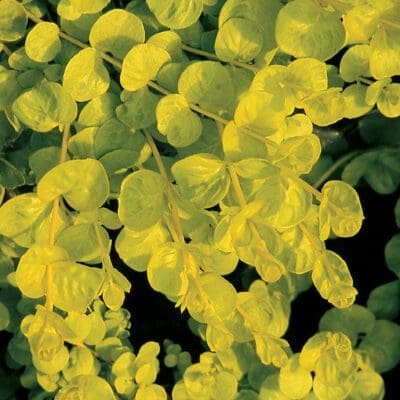 Goldilocks Creeping Jenny Lysimachia