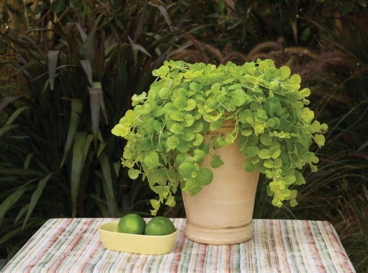 Goldilocks Creeping Jenny Lysimachia - Image 2