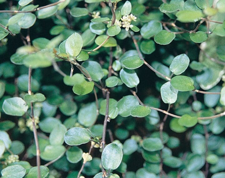 Wire Vine Muehlenbeckia - Image 2