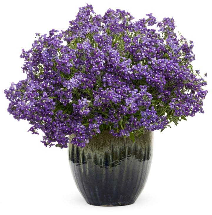 Bluebird Nemesia - Image 2