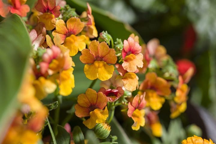 Sunsatia Blood Orange Nemesia