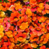 Sunsatia Blood Orange Nemesia - Image 2