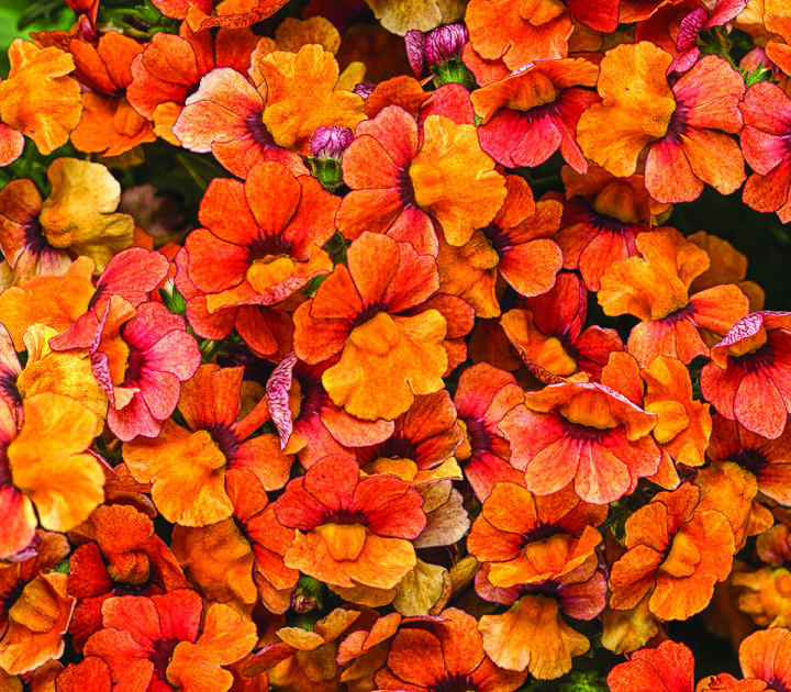 Sunsatia Blood Orange Nemesia - Image 2