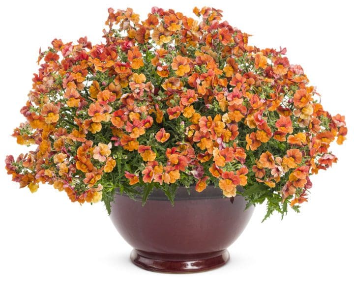 Sunsatia Blood Orange Nemesia - Image 3