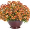 Sunsatia Blood Orange Nemesia - Image 3