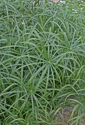 Baby Tut Ornamental Grass