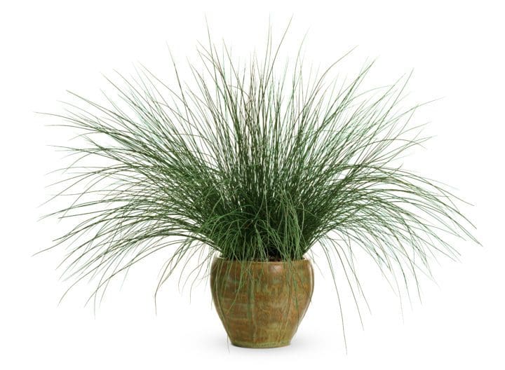 Blue Mohawk Ornamental Grass - Image 2