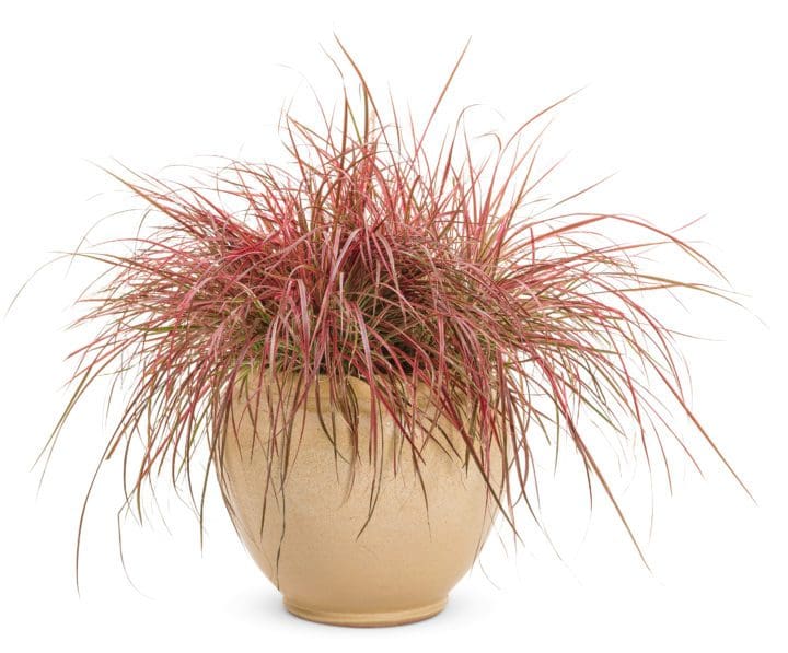 Fireworks Ornamental Grass - Image 2