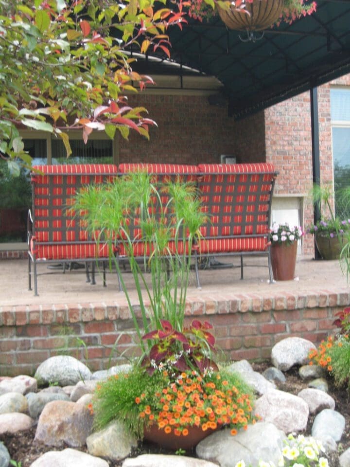 King Tut Ornamental Grass Pahl's Market Apple Valley, MN