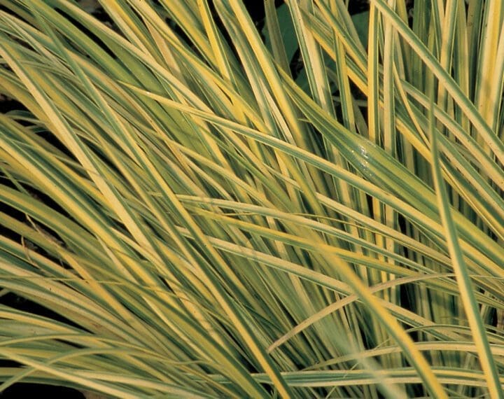 Ogon Golden Variegated Sweet Flag Ornamental Grass