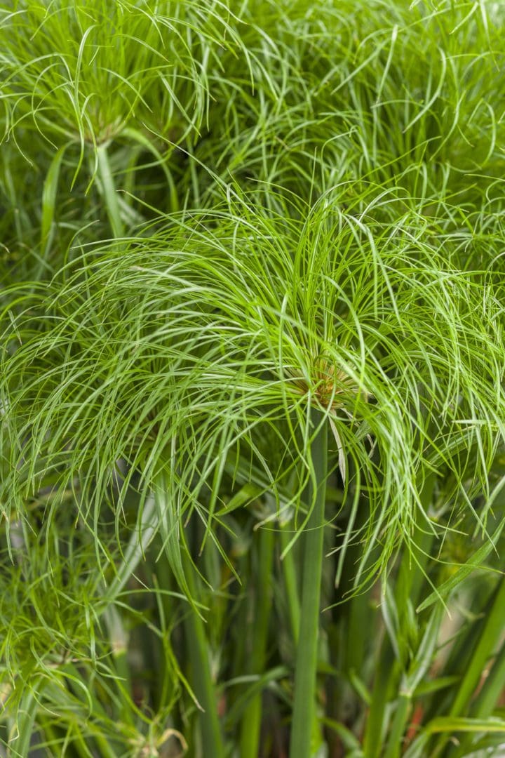 Prince Tut Ornamental Grass