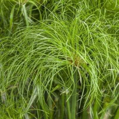 Prince Tut Ornamental Grass