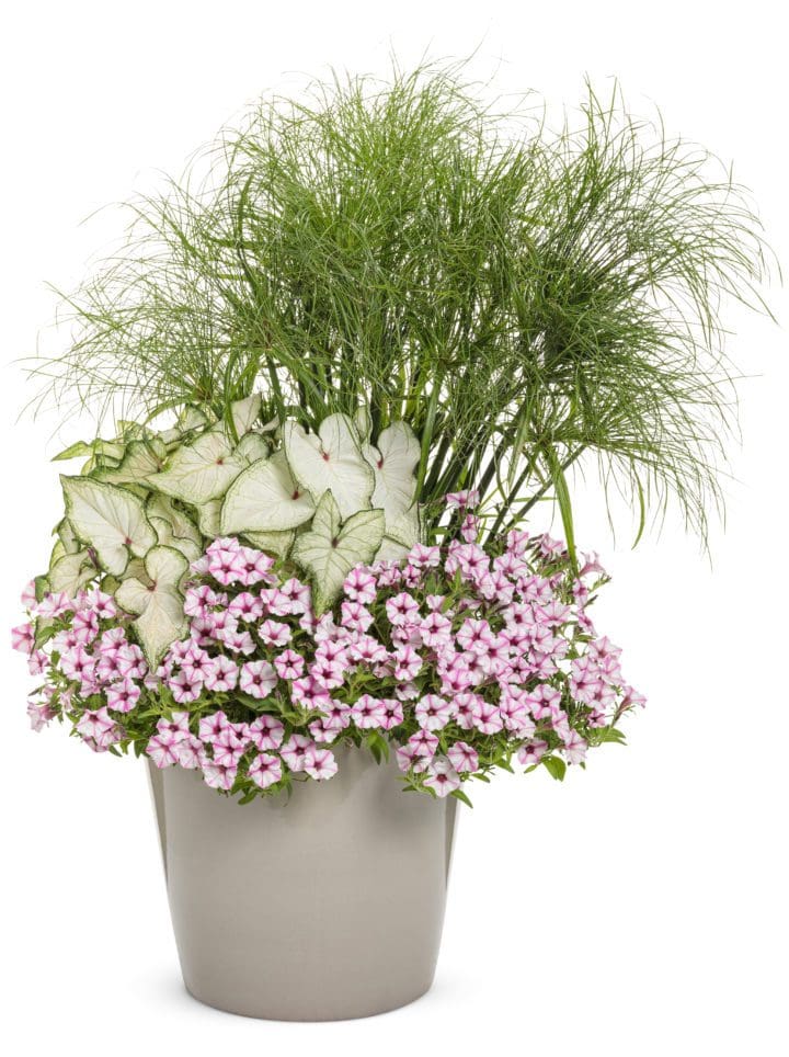Prince Tut Ornamental Grass - Image 2