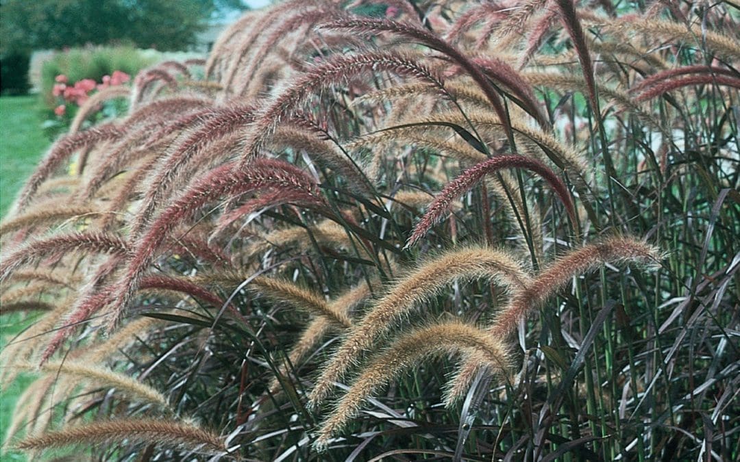 Purple Fountain Ornamental Grass