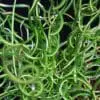 Grass Juncus Curly Wurly  (Sun)