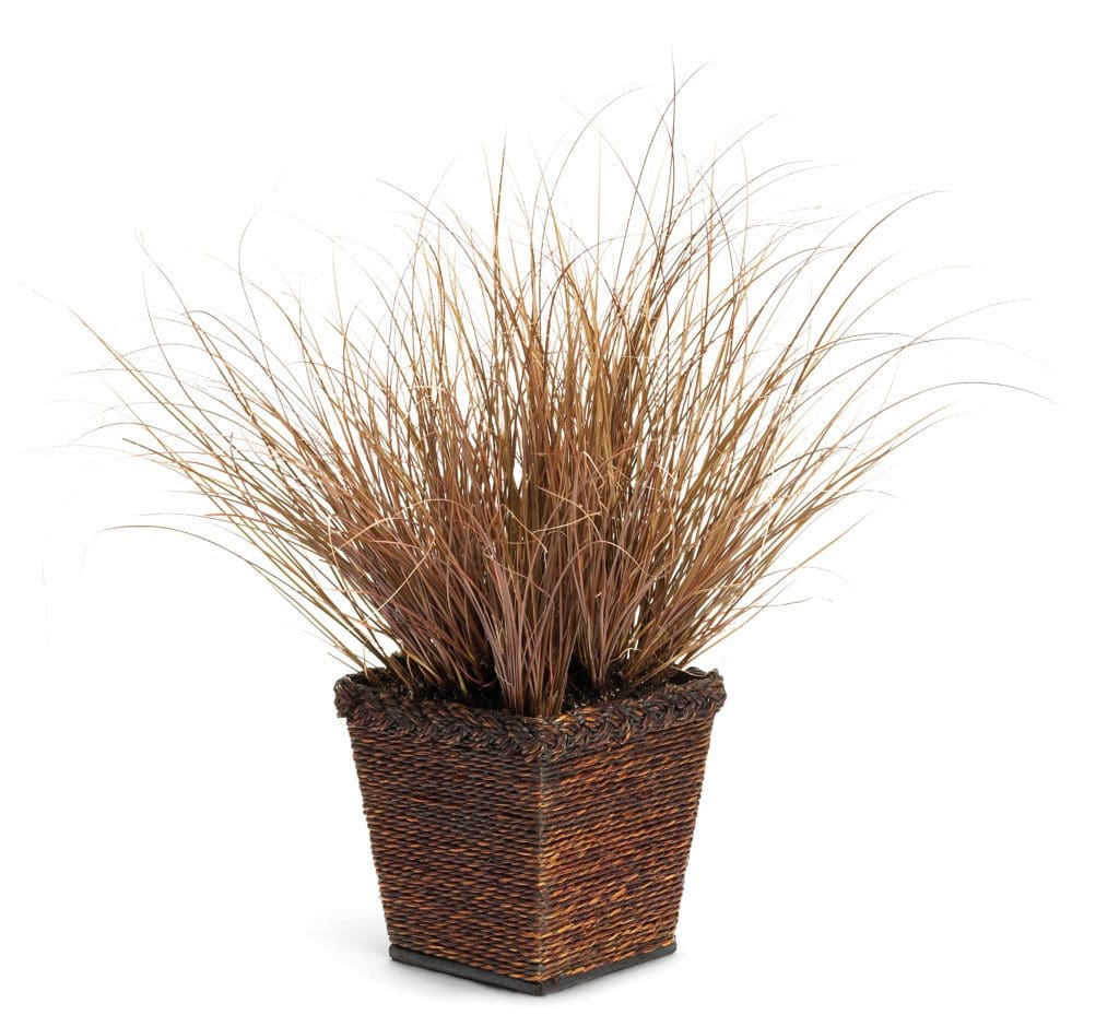 Grass Toffee Twist (Sun) Pahl's Market Apple Valley, MN