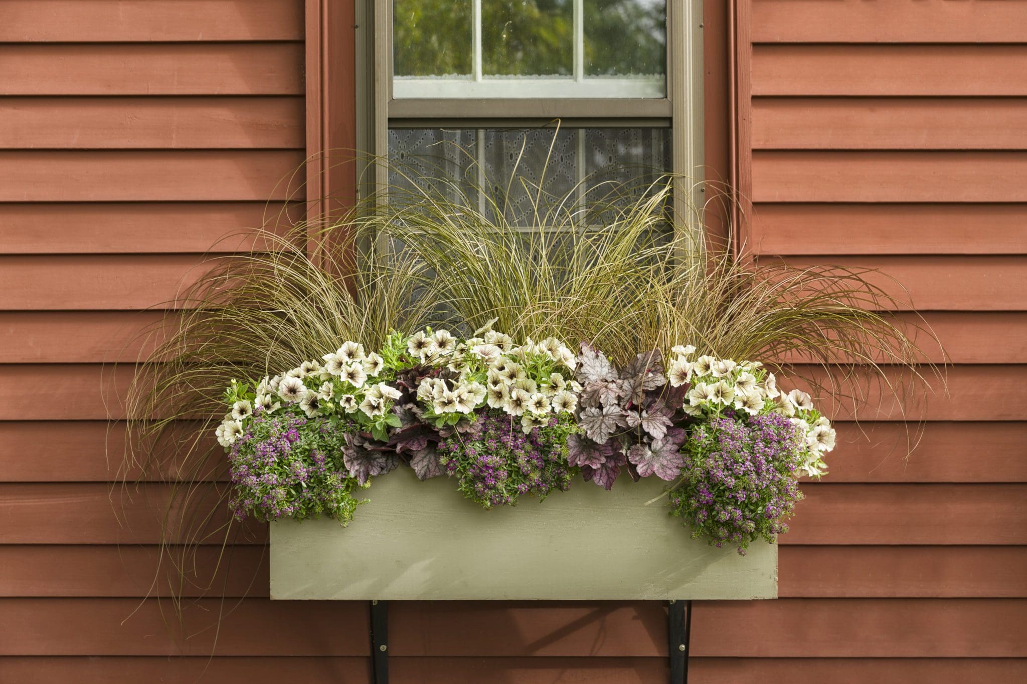 Grass Toffee Twist (Sun) Pahl's Market Apple Valley, MN