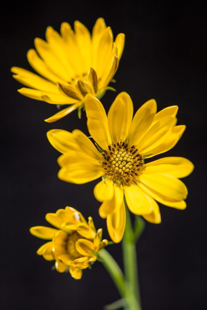 Bright Lights Yellow African Daisy - Image 3